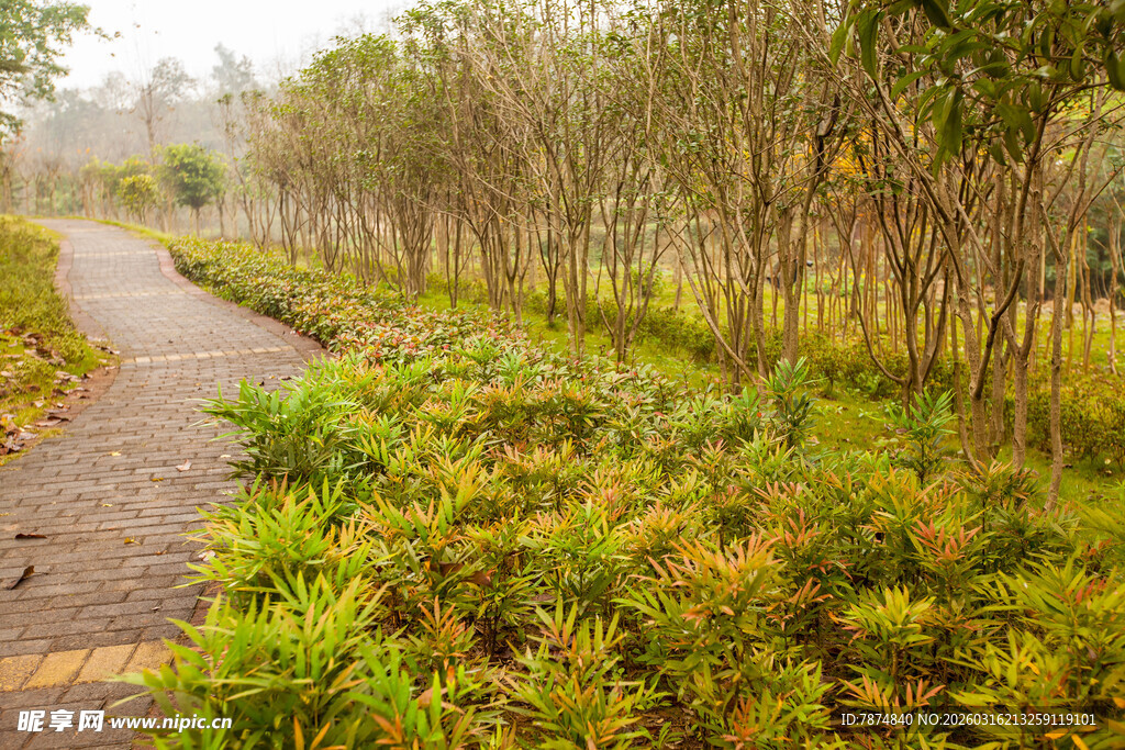 林间小径 绿意盎然的自然道