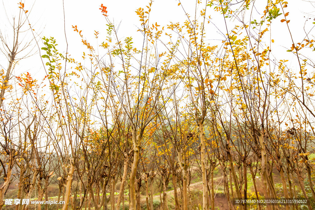 秋日树林里的金黄树木