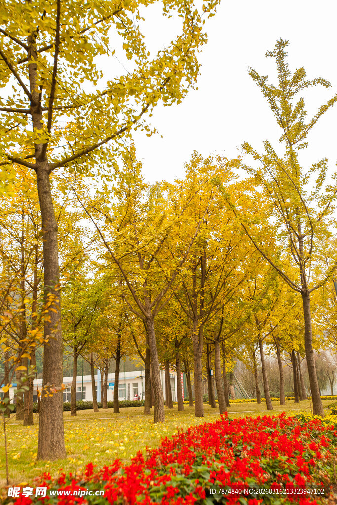 秋日银杏与艳丽花丛美景