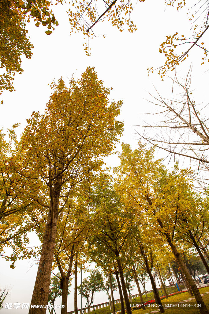 秋日金黄树林美景