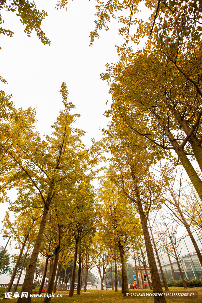 秋日银杏林美景