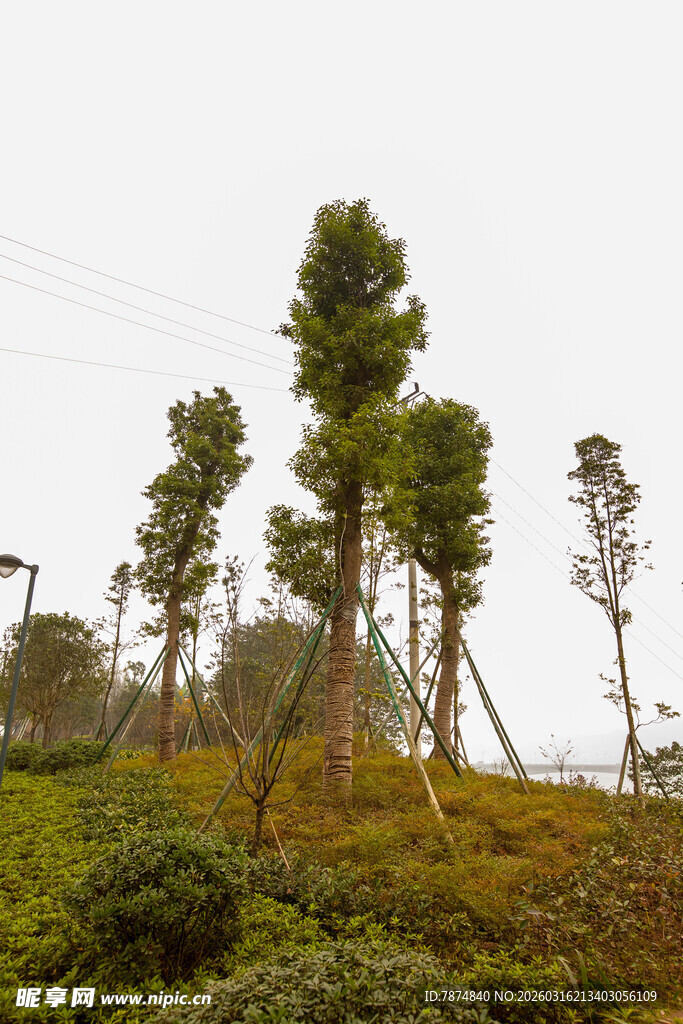山坡上的挺拔绿树