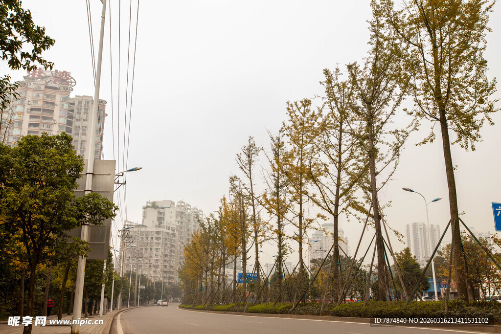 城市街道旁的树木景观