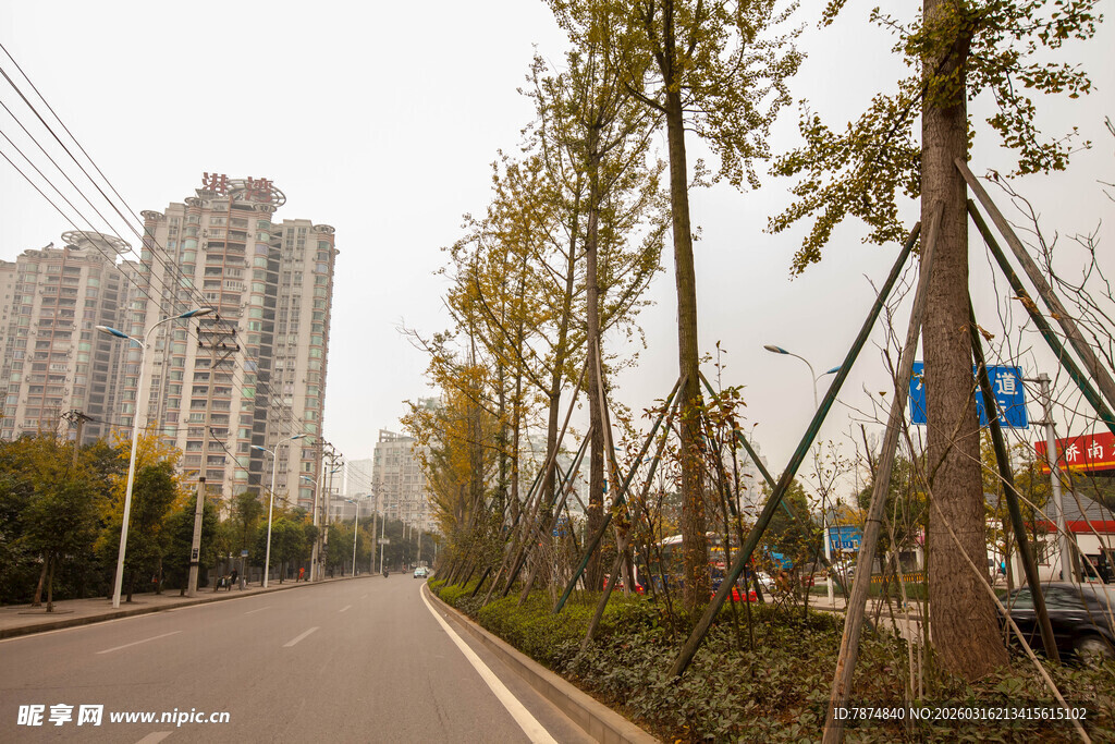 城市道路旁的树木与建筑