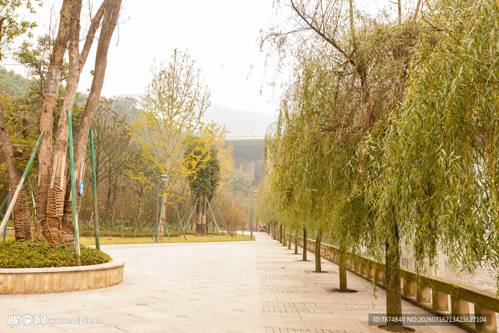 林荫小道的静谧风光