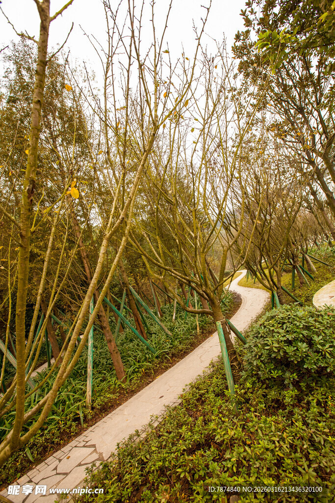 林间小径 邂逅自然之美