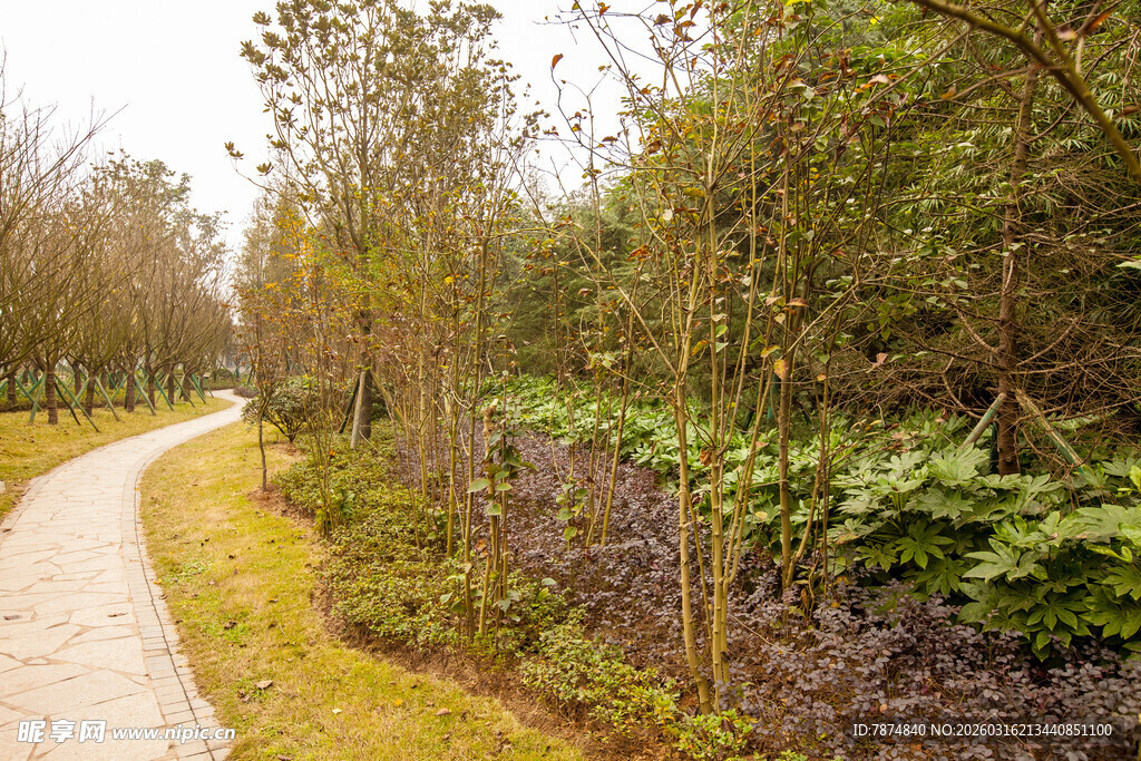 林间蜿蜒小径 绿意盎然