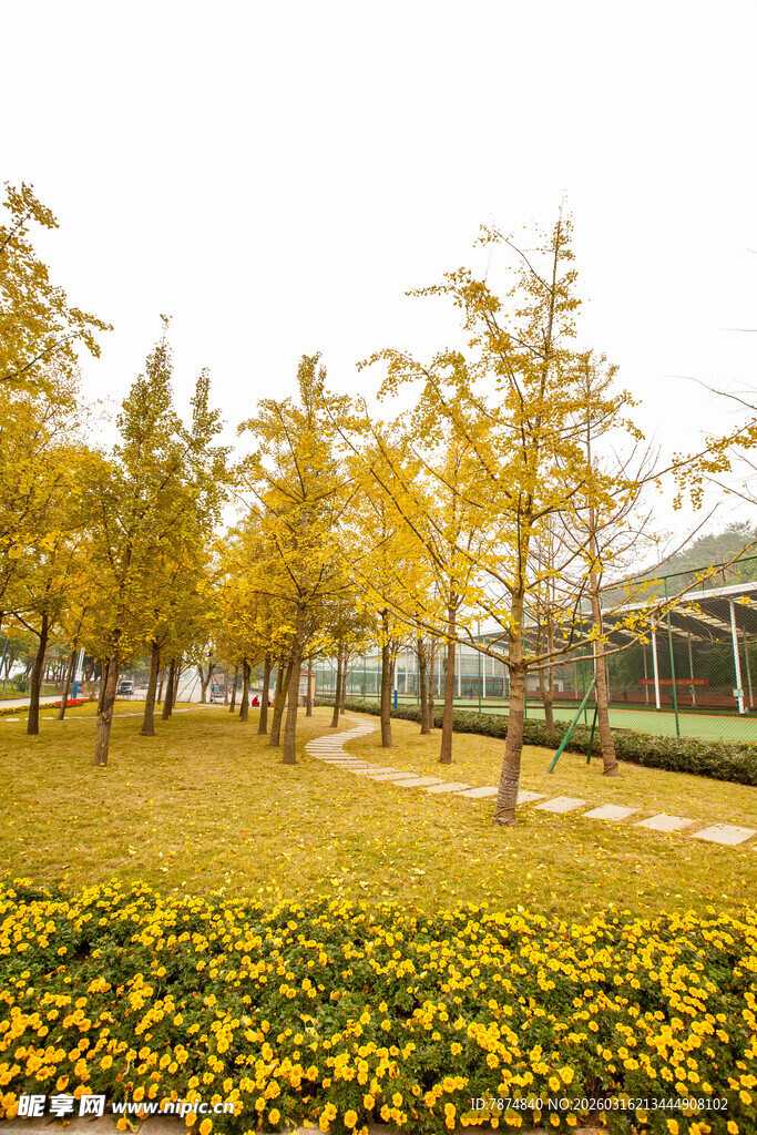 秋日金黄树林与灿烂花丛