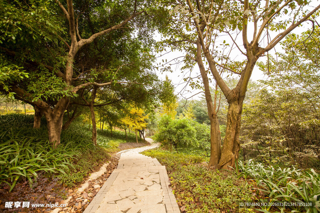林间幽静小径 绿意盎然