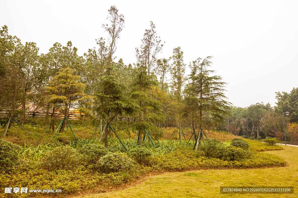 林间草地自然风光图