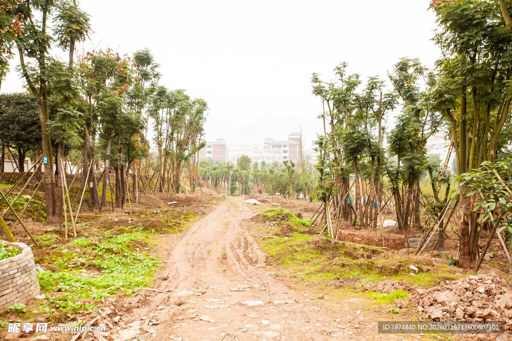 乡间土路 两旁绿树成荫