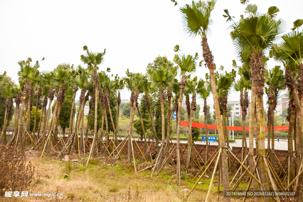 棕榈树林种植园景观