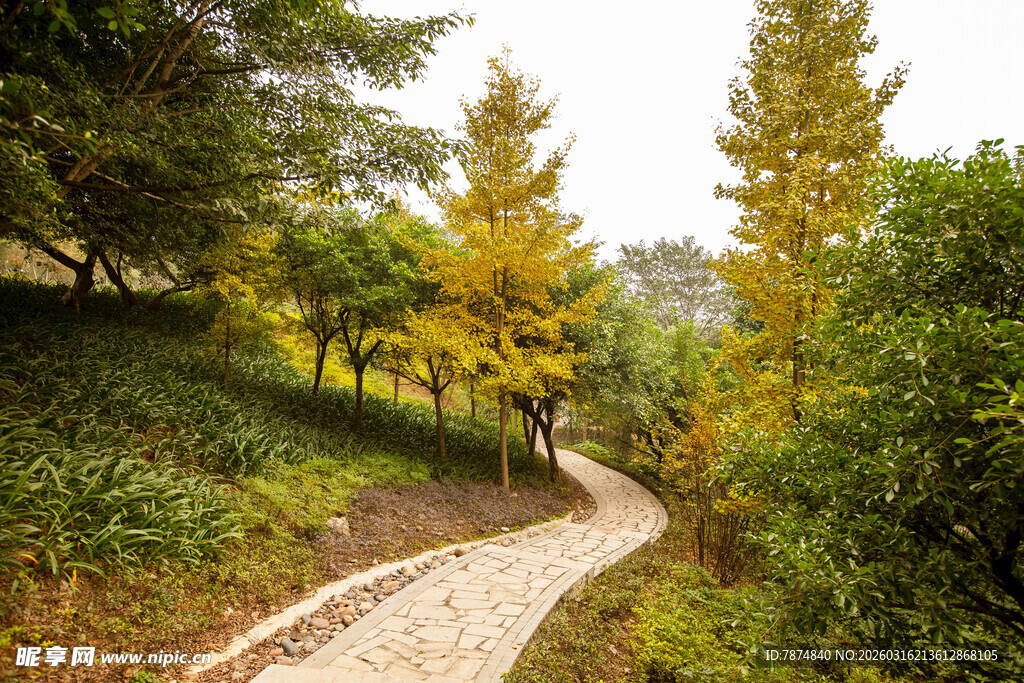 林间小径漫步的惬意景象