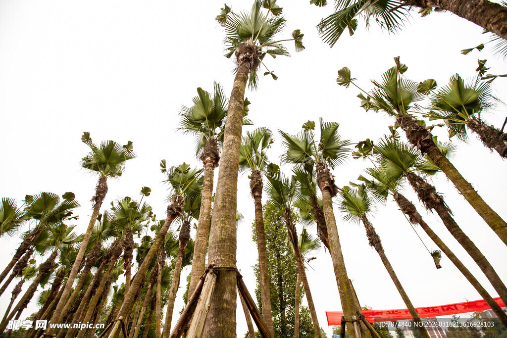 高耸入云的棕榈树景观