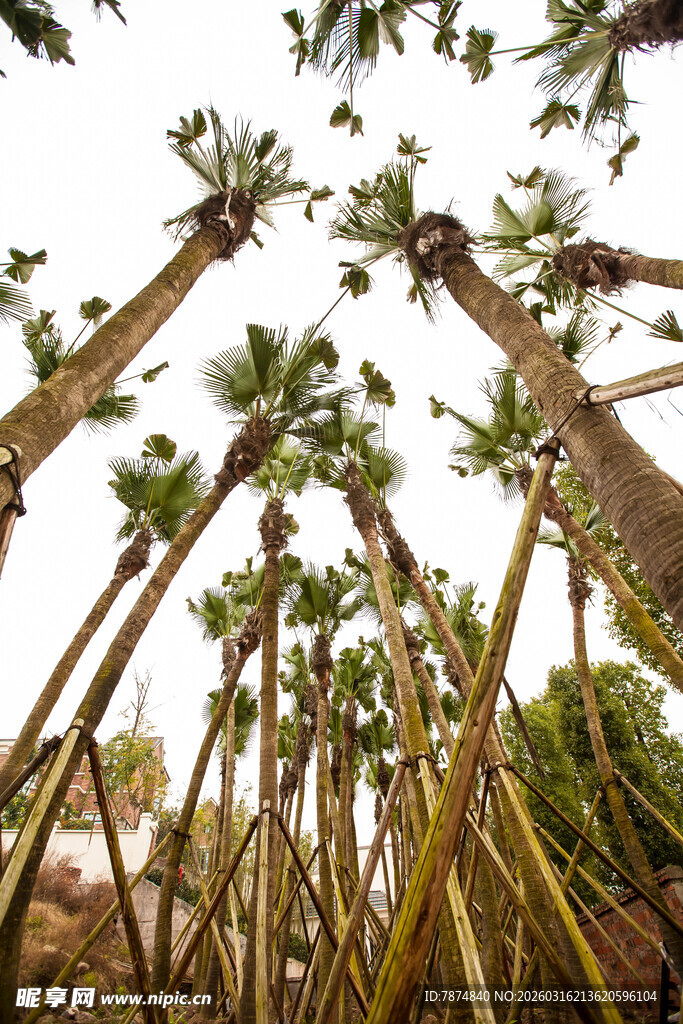仰视下的高大棕榈树林