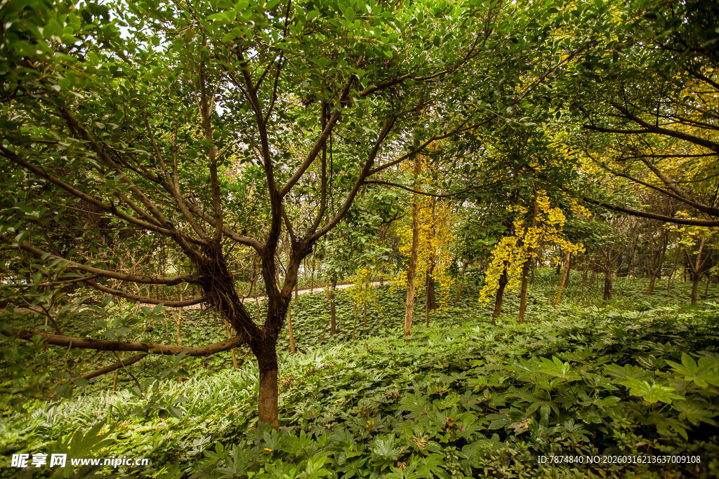 森林中的繁茂树木与植被