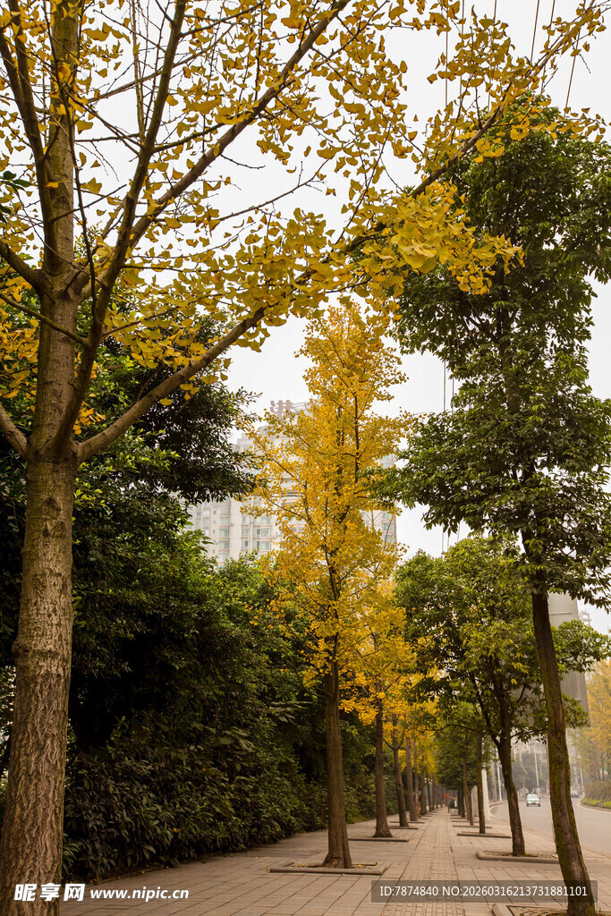 秋日林荫道美景