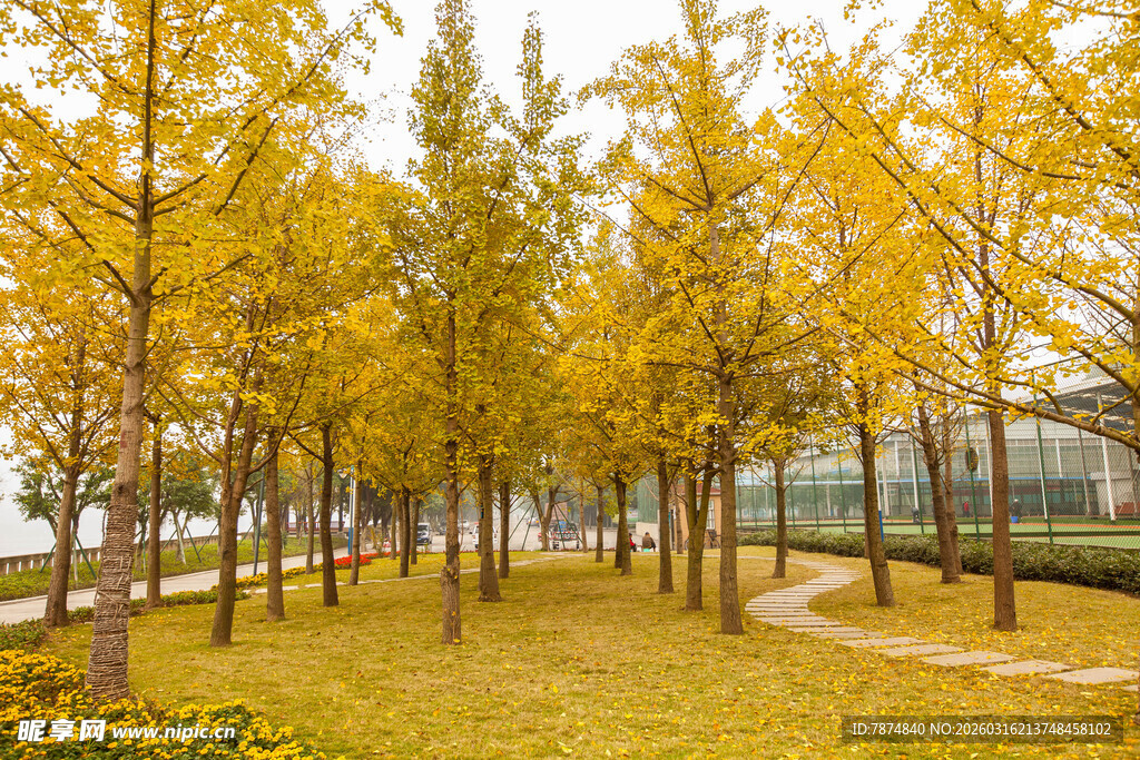 秋日金黄树林美景