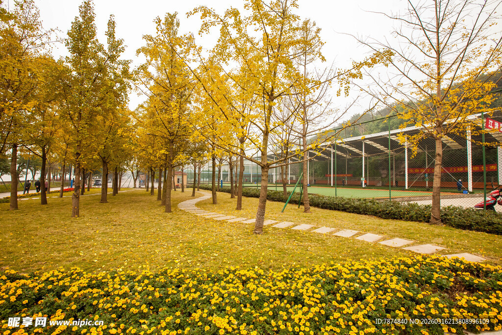 秋日公园烂漫花海景致