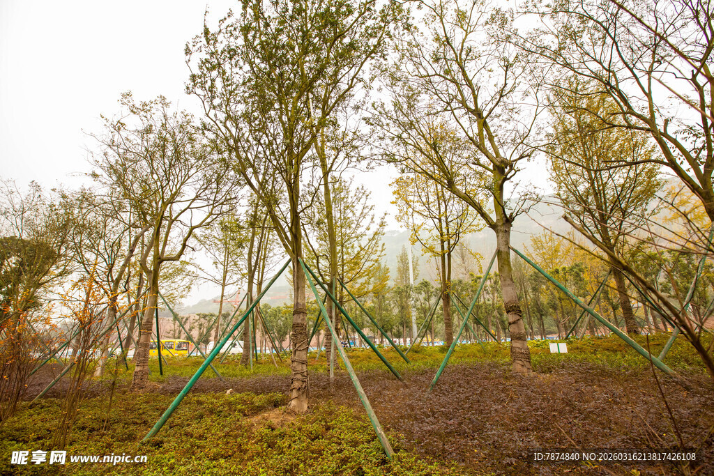 秋日树林间的树木景象