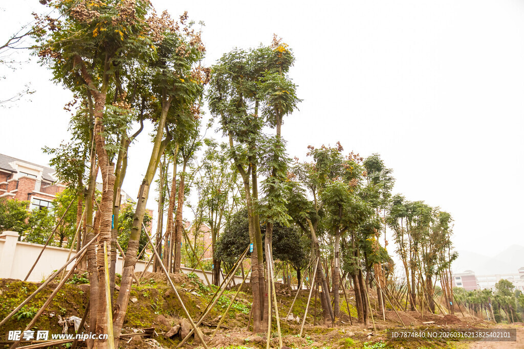 苗木种植基地景观
