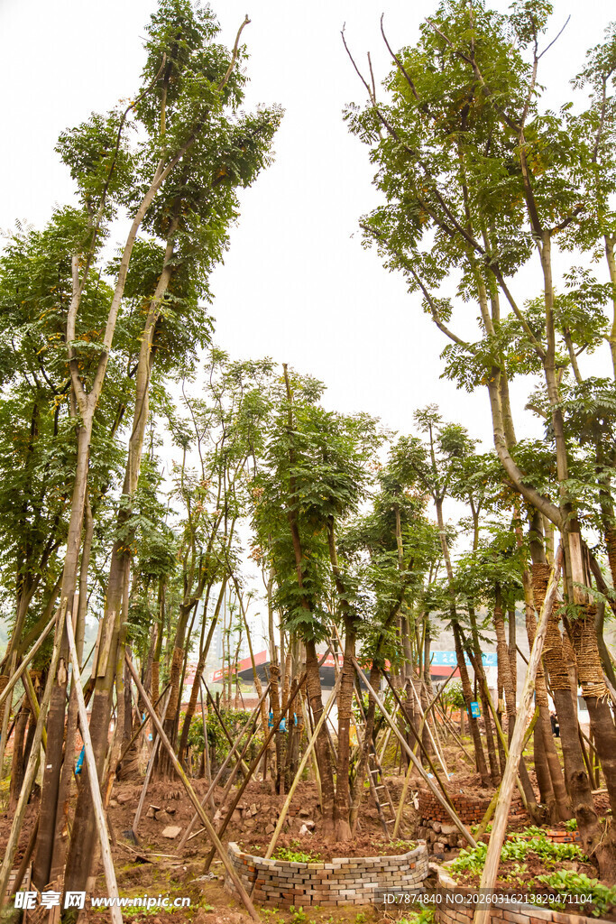 茂密红树林景观