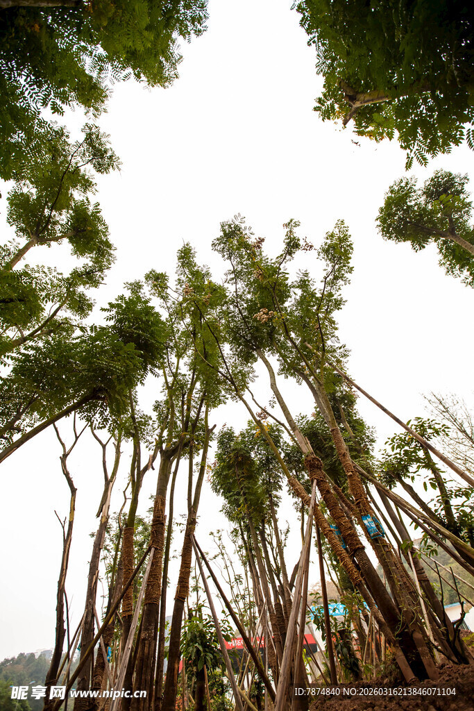 仰视葱郁树林景观