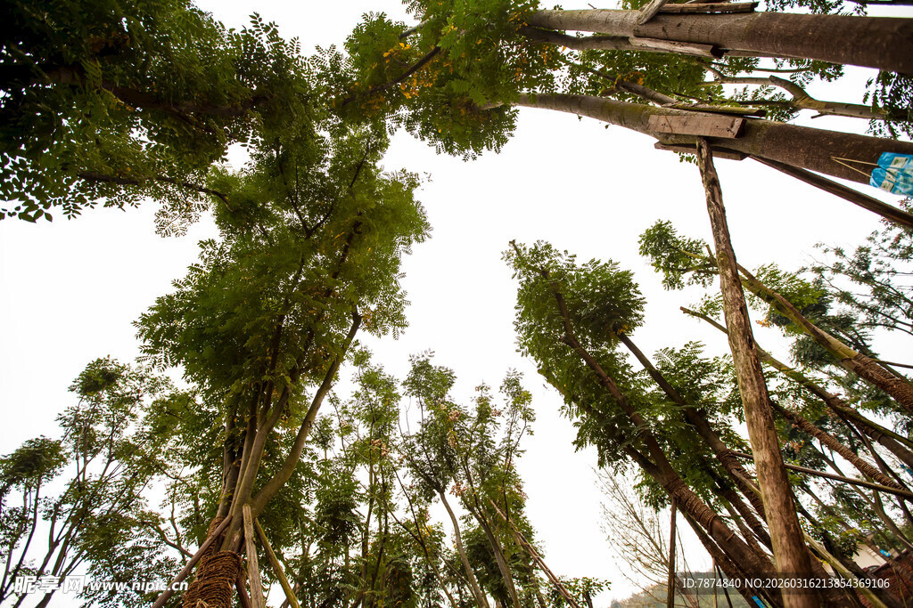 仰视林立树木与空中栈道