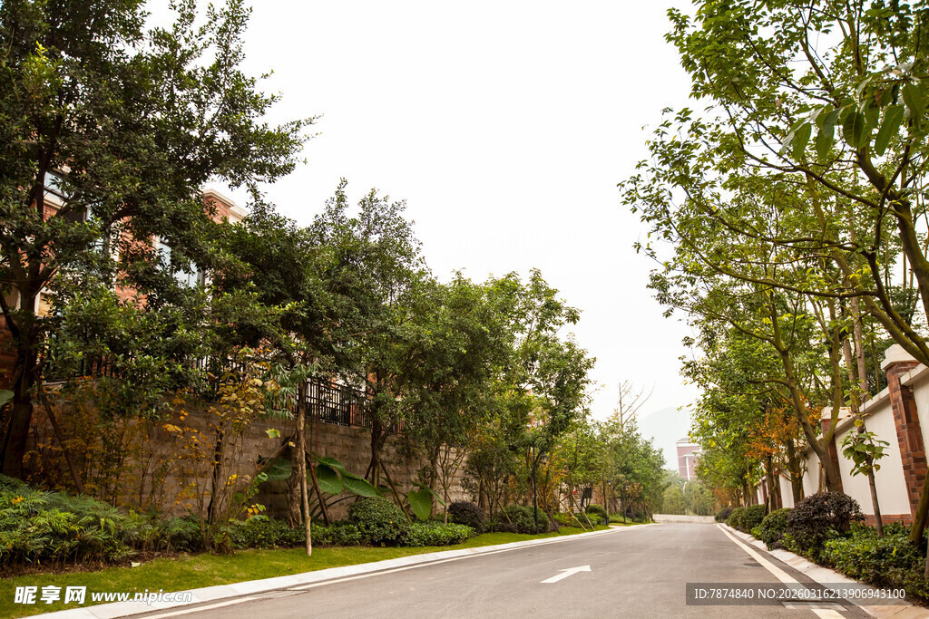 宁静林荫道路景观