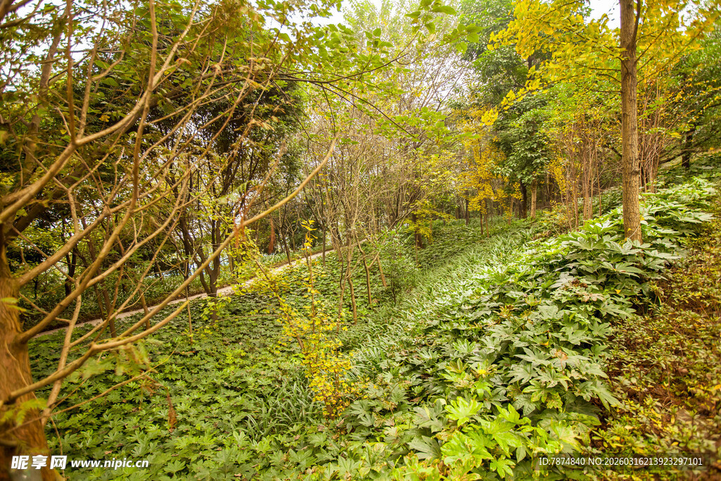 茂密丛林中的繁茂植被