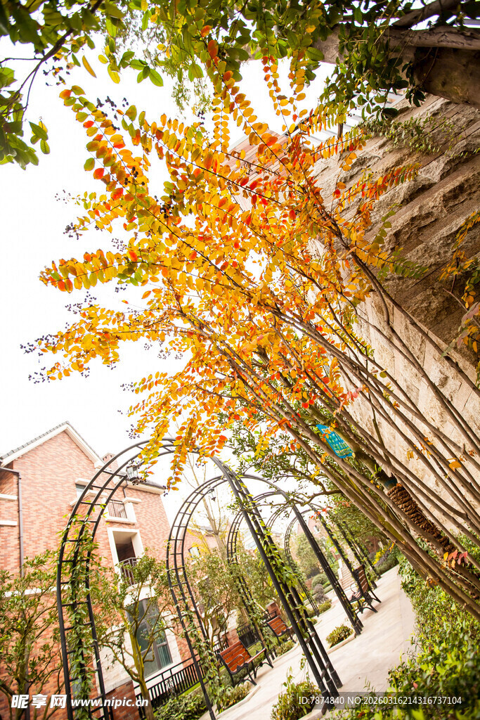 秋日校园林荫道美景