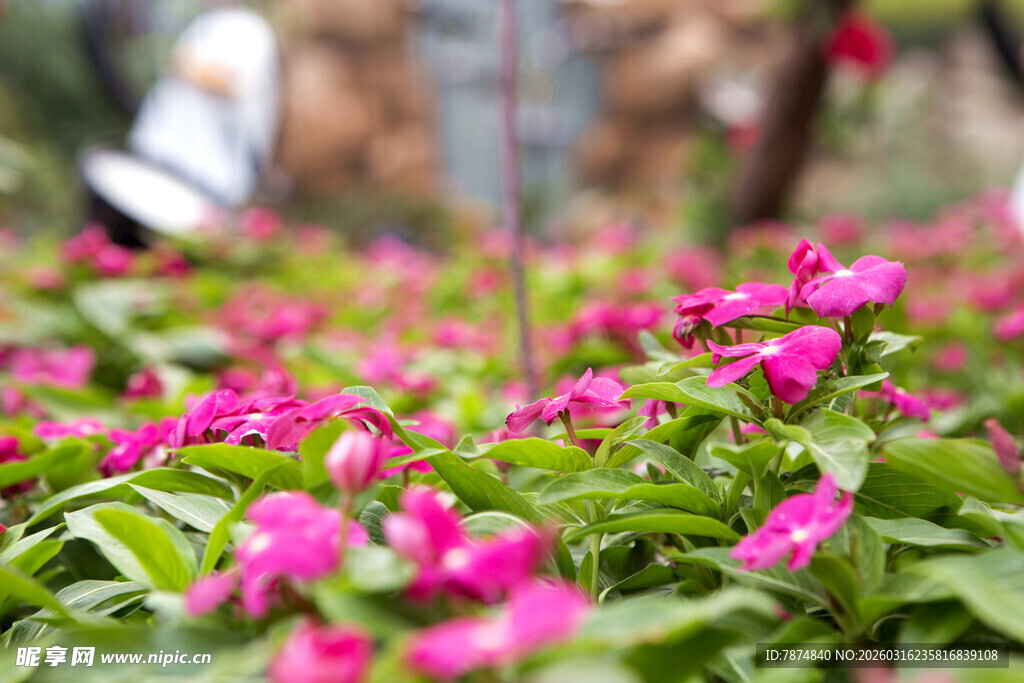 娇艳粉色花卉绽放