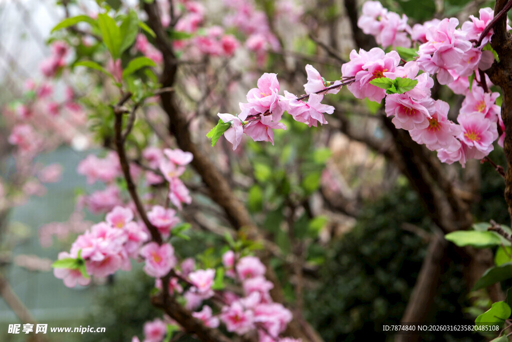 春日绽放的粉嫩花枝