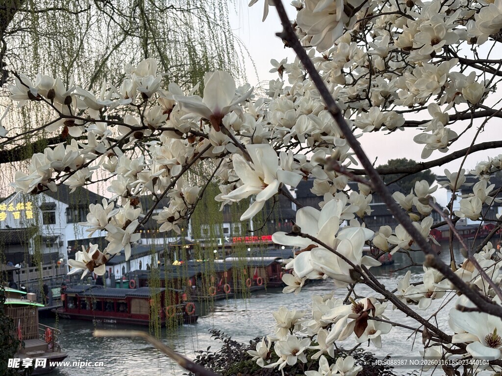 七里山塘初春玉兰花