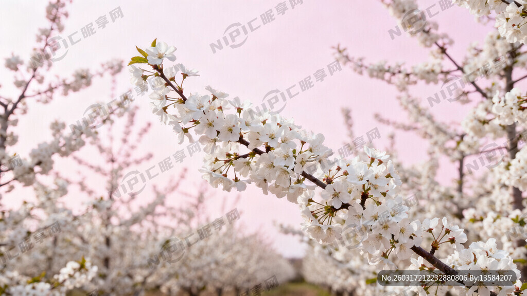 春季车厘子开花赏花门票