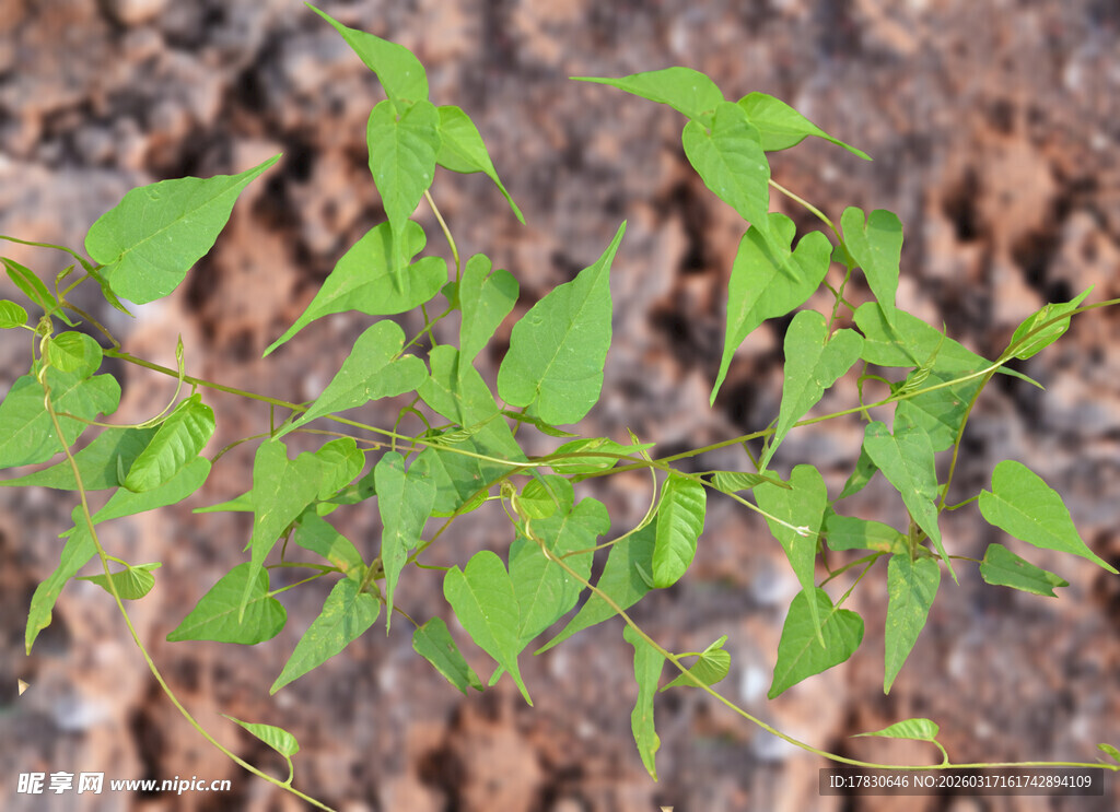 穿龙薯蓣穿地龙