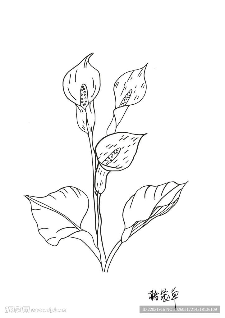 手绘花卉线条图