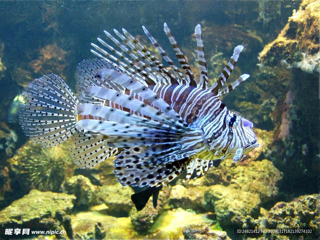 水中绽放的美丽狮子鱼