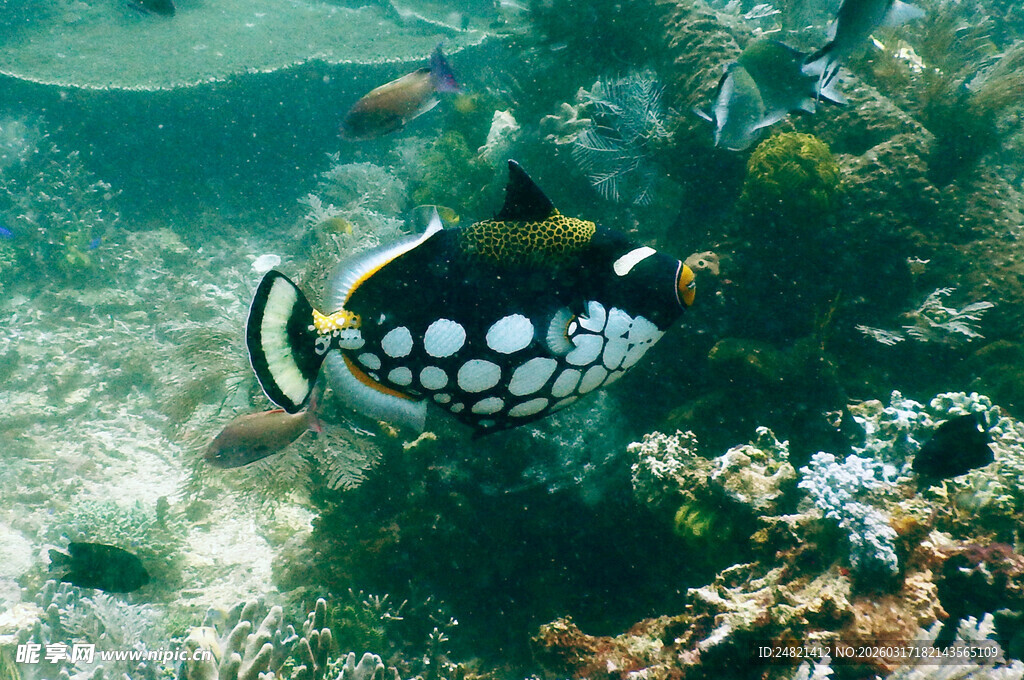 海底斑点鱼的美丽瞬间