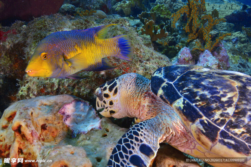 海底海龟与多彩鱼类共舞