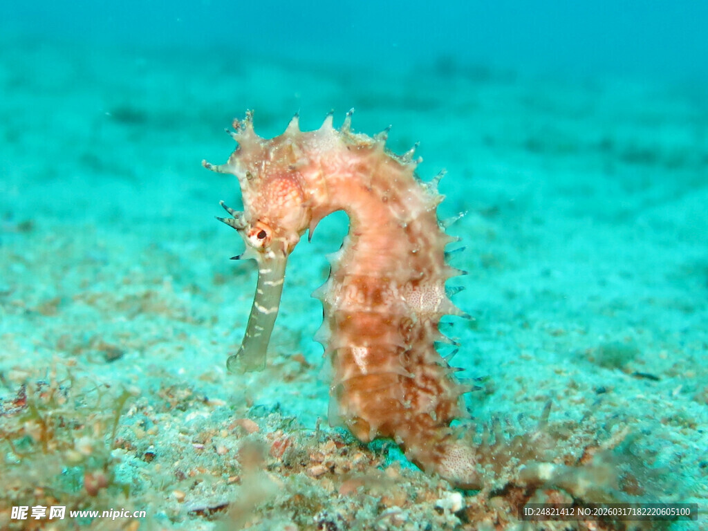 海底的美丽海马