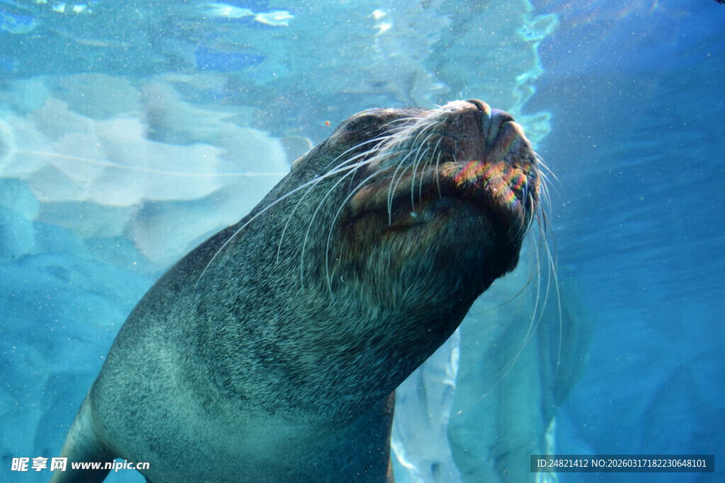 海豹水中惬意仰头
