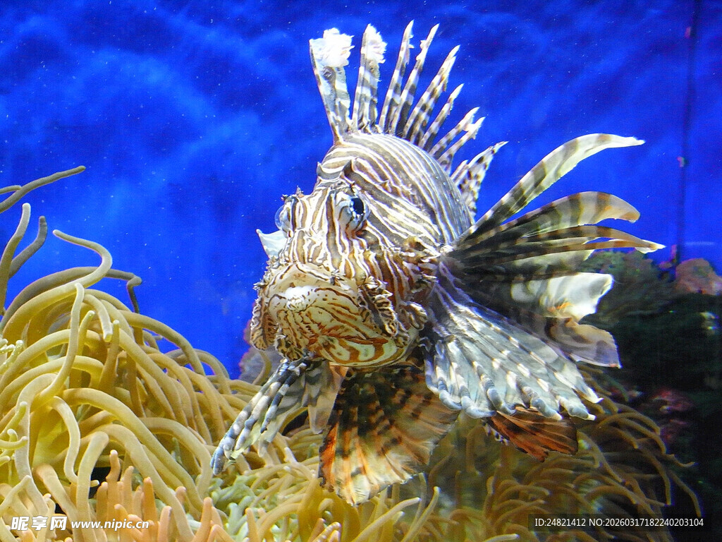 海洋中的狮子鱼特写