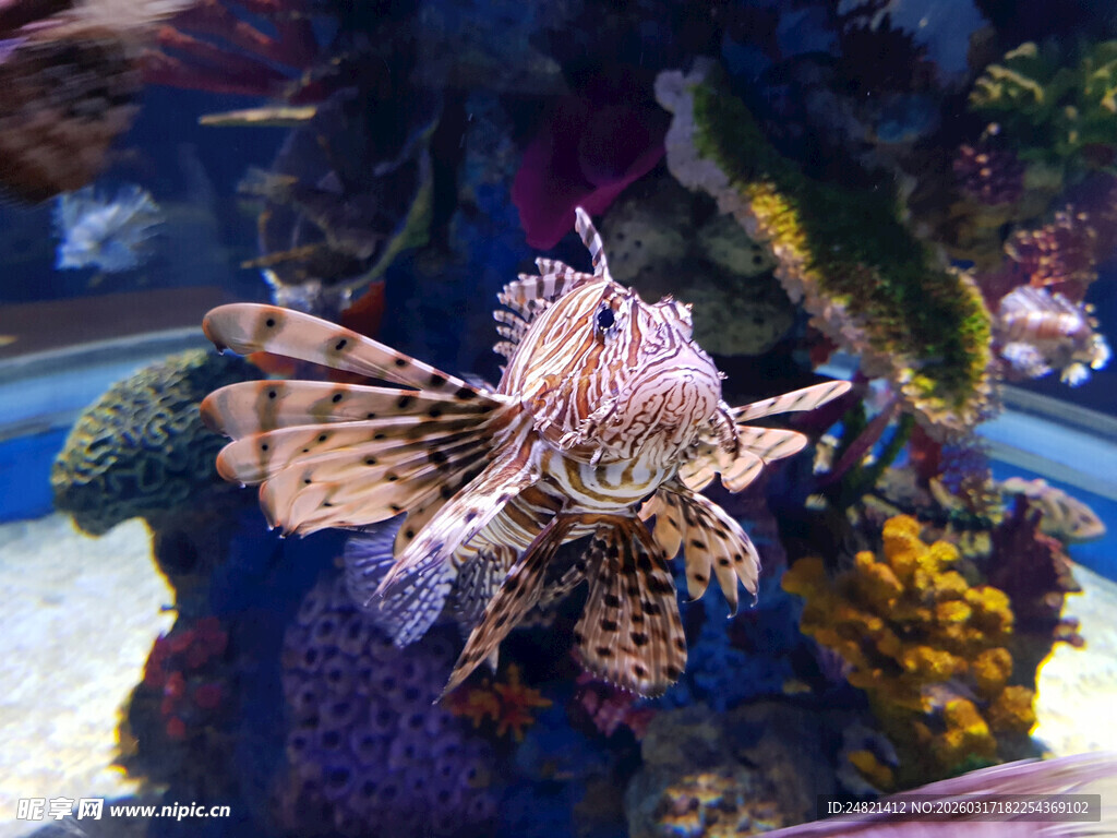 水族箱中的多彩狮子鱼
