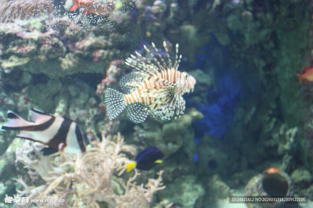 海底多彩珊瑚与游动鱼类