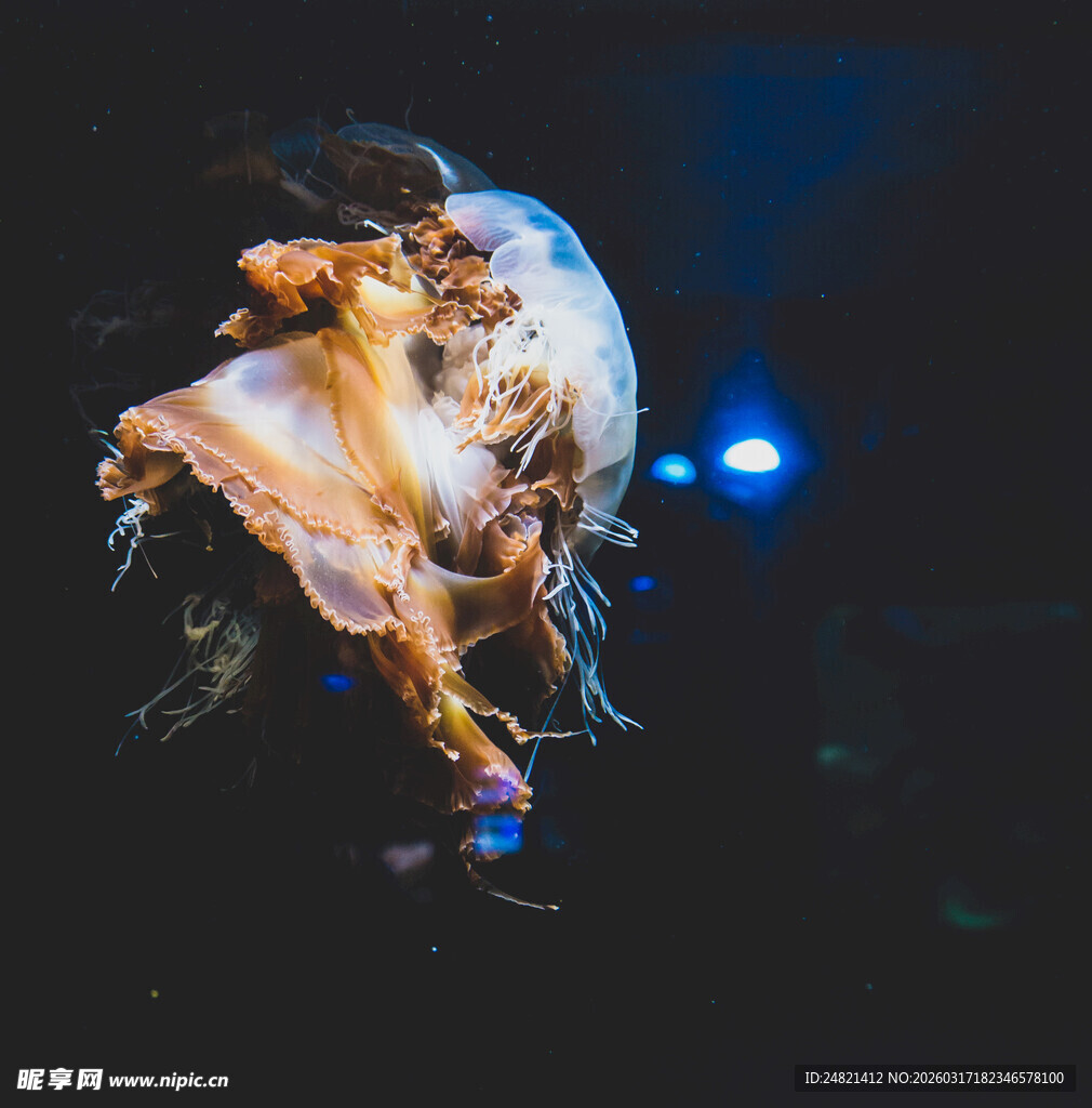 发光水母在深海中游动