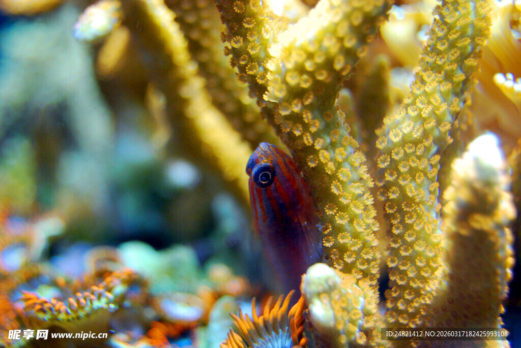 珊瑚丛中的可爱小鱼