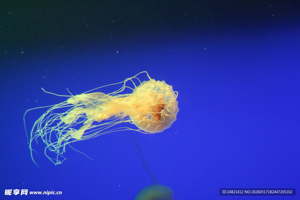 水中飘逸的黄色水母