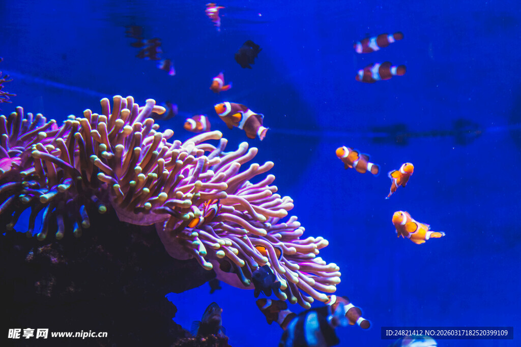海底珊瑚与游动的小鱼