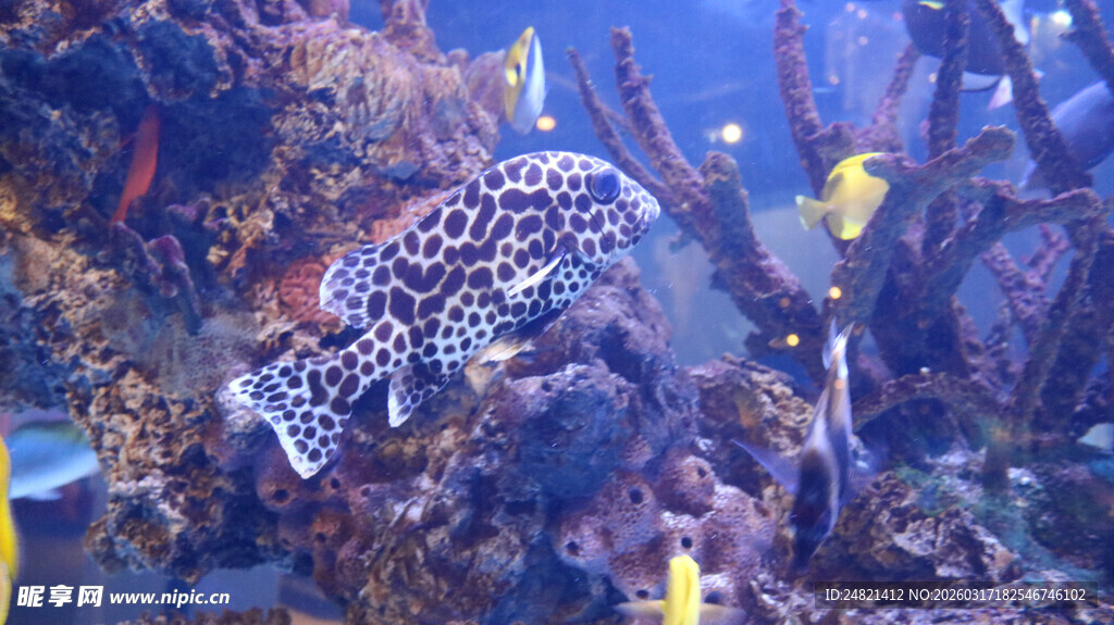 水族馆中优雅游动的斑点鱼